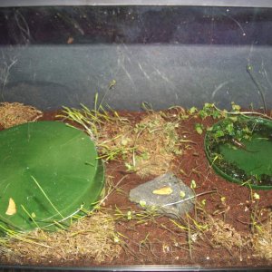 juvie popei home