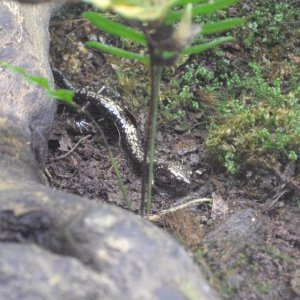 Plethodon hubrichti