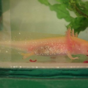 Meal time for Lex :3