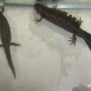 052 T.dobrogicus 18-01-2010