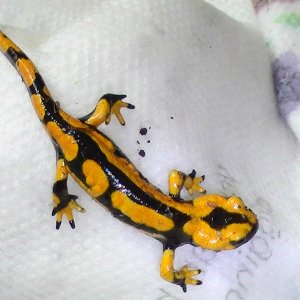 Salamandra giglioli
