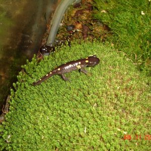 Maculatum (10 months old)