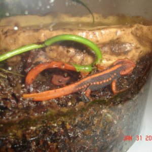 Shanjing (6 months old)