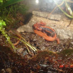 Shanjing (6 months old)