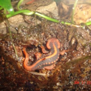 Shanjing (6 months old) (baby's from newtguydave)