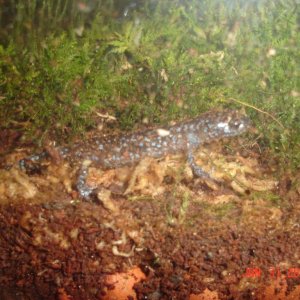 Laterale (10 months old)