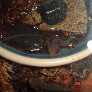 Verrucosus (Dawns baby's)