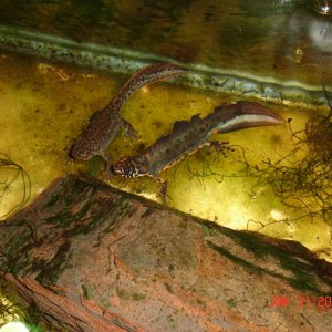 Karelinii (tailfaning)