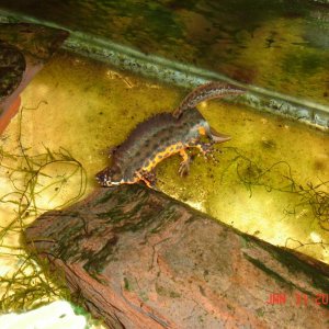 Karelinii (tailfaning)