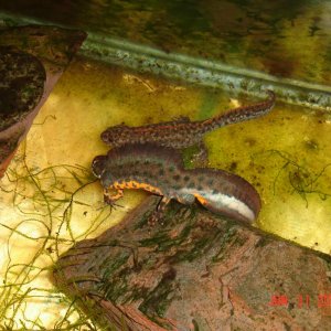 Karelinii (tailfaning)