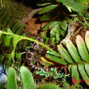 Opacum (they like to climb in the ferns)