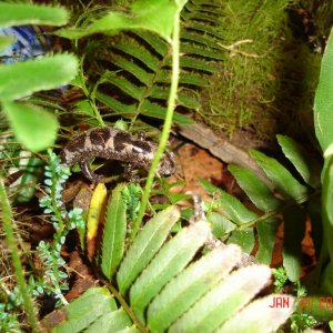 Opacum (they like to climb in the ferns)