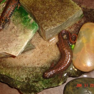 Dobrogicus female look'in gravid