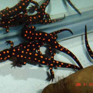 Strauchii (it's a scary world out there, lets all hudle together, that will make it better)