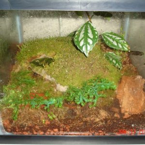 S.s.salamandra (notice two little faces)