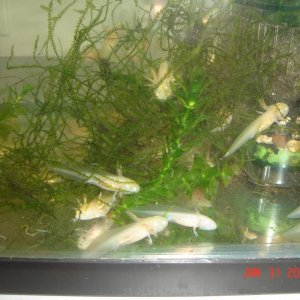 Gfp female/Albino male (they don't glow, not sure what to call them now) maybe just cute?