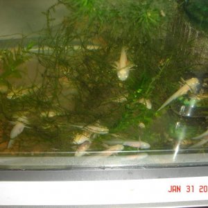 Gfp female/ Albino male