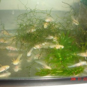 Gfp female/ Albino male