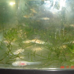 Gfp female/ Albino male