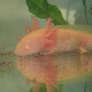 Bloodworm time (NomNom) -Lex-