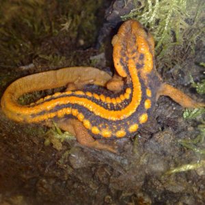 Tylototriton shanjin