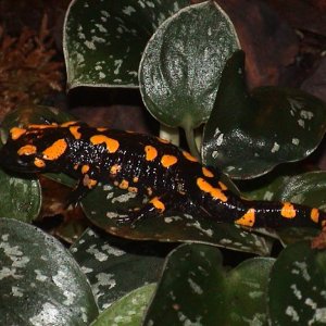 S salamandra terrestris