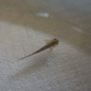 Youngins - The first :3