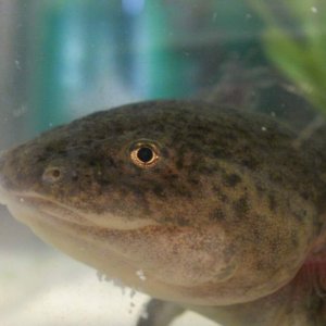 Look, she has a sand beard XD