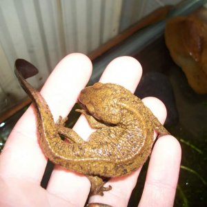 P.chinensis female 1