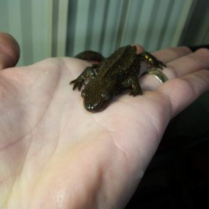 P.chinensis female 2 eye