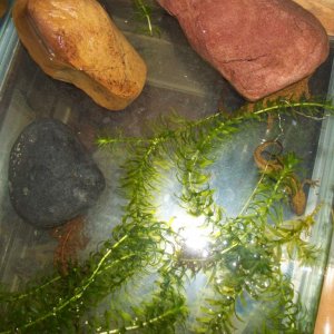 P.chinensis in tank