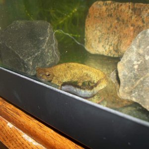 P.chinensis male