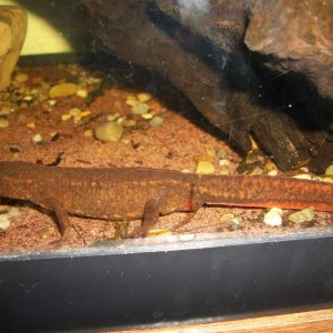 P.hongkongensis female2