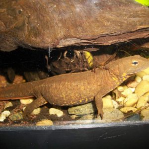 P.honkongensis female1