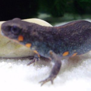 Cariocecus
