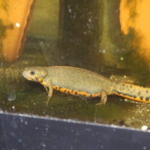 Female C. cyanurus