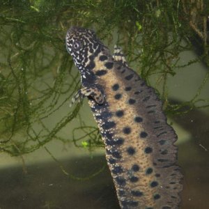 Male with breeding crest