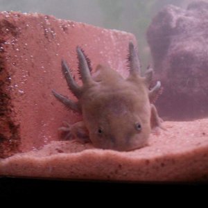 Tiger Salamander Larvae sweet face