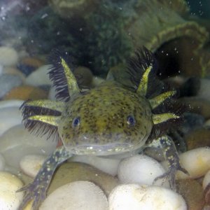 Oscar the day he arrived with us.