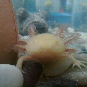 Rose the day i got her, hard to believe how different she looks now she's older and in a better tank than her previous owner kept her in!