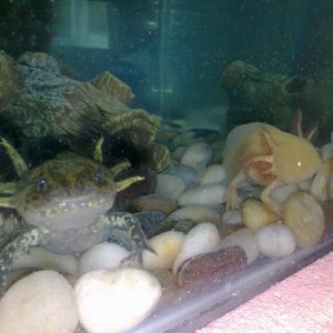 Oscar & Rose posing together on their first day with us