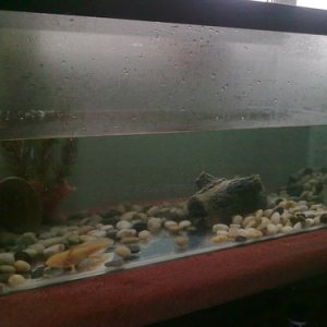 1st tank set up - basically how it was received from the previous owner - it didnt stay like this for long!