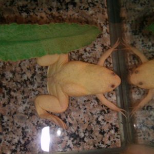 My newest ACF that I thought might be a female but I am not entirely sure yet. I was told male, but to me it looked female due to the larger size and 