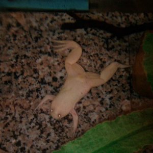 My male ACF that is missing a foot.