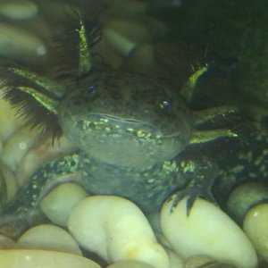 Oscar smiling for the camera as usual - such a flirt lol!