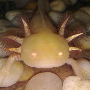 Rose looking cute and almost alien like as her eyes seem to glow in photos!