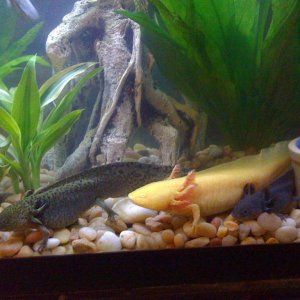 shamrock, sunny, and lucy