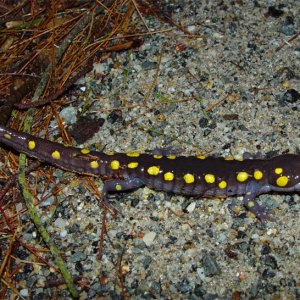 Starting to cross the road