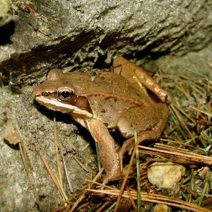 On the roadbank, getting ready to cross