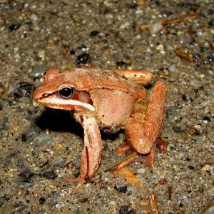 Halfway across the road